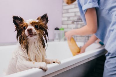 Pet Grooming and Pet Sitting Insurance in Riverside, CA by Empire Independent Insurance Agency