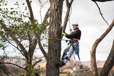 Tree Trimming Insurance in Riverside, CA by Empire Independent Insurance Agency